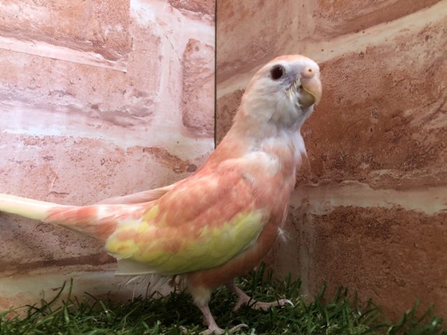 綺麗な色合いのインコちゃん　　アキクサインコ　ルビノー　R４　４／３０撮影