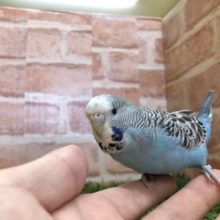 大きい頭がキュートです☆　ジャンボセキセイインコのひな　2022.2/24撮影