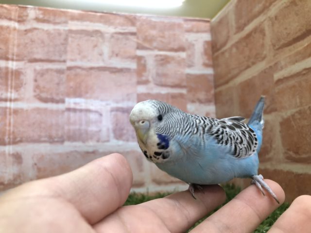 大きい頭がキュートです☆　ジャンボセキセイインコのひな　2022.2/24撮影