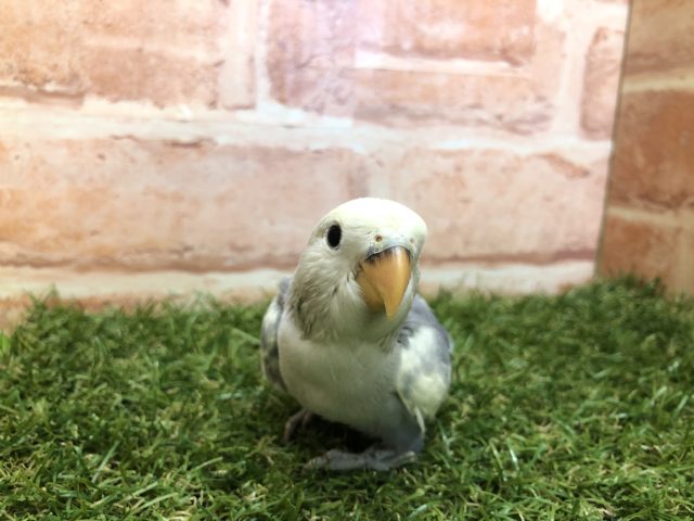 人気のバイオレットカラー　コザクラインコバイオレットパイド　R４　４／２３撮影