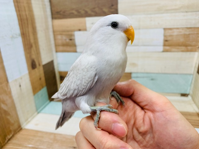 この色合い、、ｷﾚｲ過ぎます♡コザクラインコ(パステル)さん！