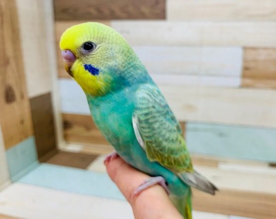 ごはんが大好き♡セキセイインコ(パステルカラーレインボー)さん！