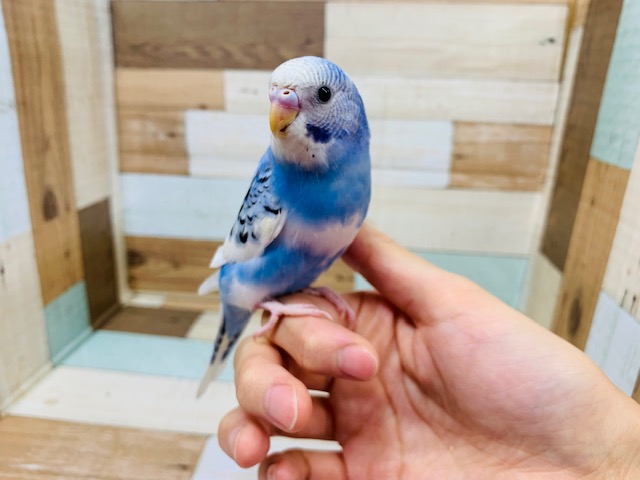 可愛らしいお顔に?!羽が生えそろいました！セキセイインコ(パイド)さん！