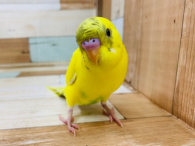 元気印に成長しました♪セキセイインコ(ハルクイン)さん！