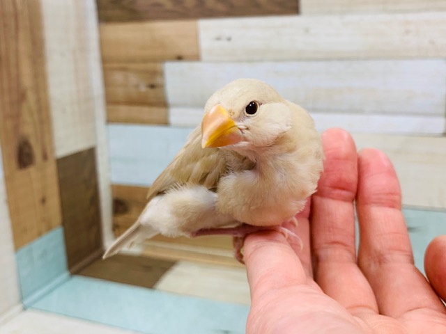 変わった色合いに♪シナモン文鳥さん☆
