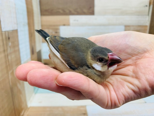 ベタなれのおまんじゅう♡桜文鳥さん♪