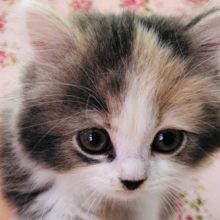 ぬいぐるみフェイスなスコティッシュちゃんいるよ！