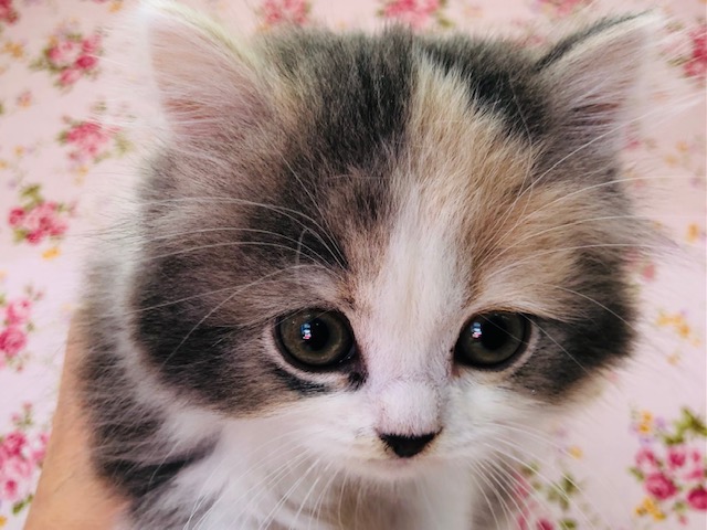 ぬいぐるみフェイスなスコティッシュちゃんいるよ！