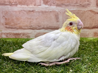 カメラ目線がお上手です♪　オカメインコのひな　2022.4/28撮影