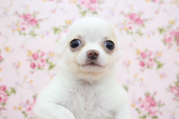 おてんばピョンピョン☆チワワ・女の子！