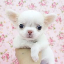 鼻ぺちゃ系だよ～☆チワワ・女の子！