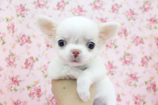 鼻ぺちゃ系だよ～☆チワワ・女の子！