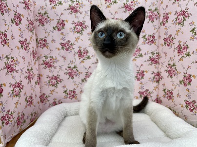 スタイリッシュ美人系ニャンコ！！ シャムの女のコ 2022.4/6撮影