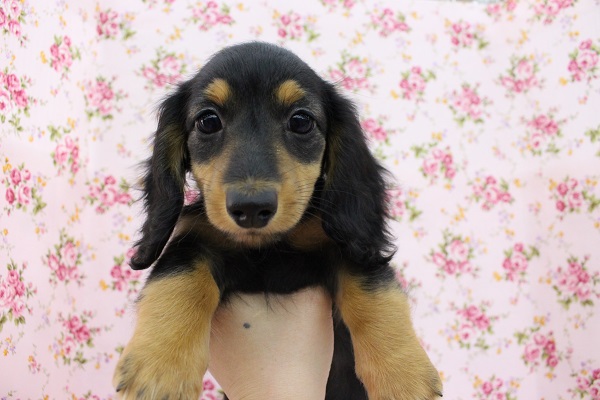 おてんばガール☆ミニチュアダックス・女の子！