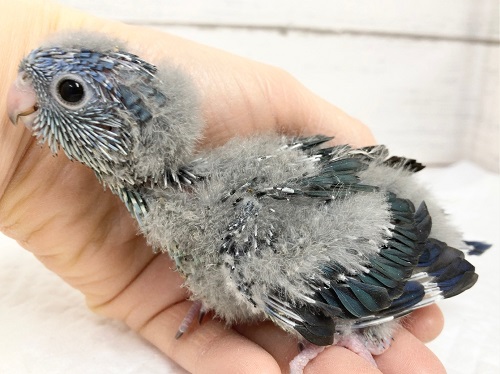 まだほとんど綿毛です！サザナミインコ（コバルト）