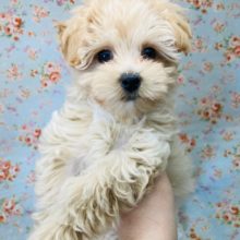 モフコロ!!天真爛漫☆マルプーくん