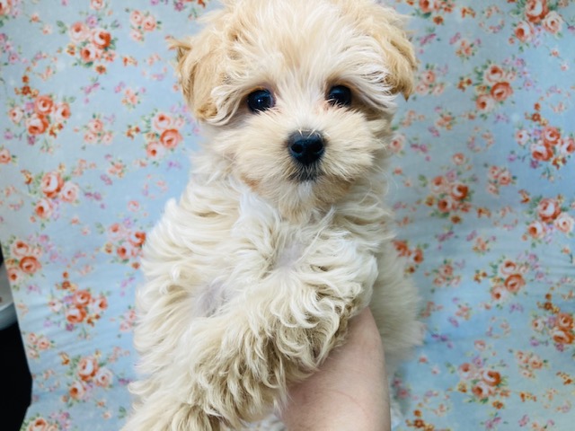 モフコロ!!天真爛漫☆マルプーくん