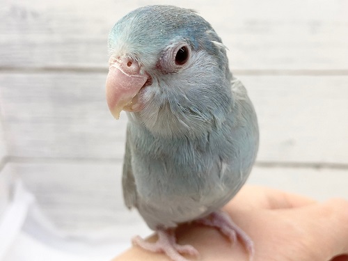 最新画像！赤い瞳がチャームポイント❤️ マメルリハインコ(アメリカンホワイトファロー)