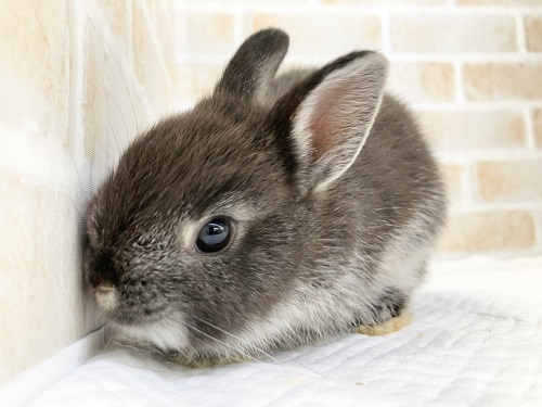 ぐいぐい来ます！ドワーフラビット（ブラックマーチン）