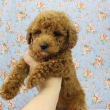 もっこもっこり～ん☆トイプードル・男の子！