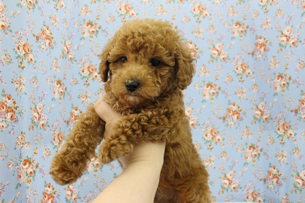 もっこもっこり～ん☆トイプードル・男の子！