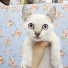 エジプト風！？マンチカン・男の子！