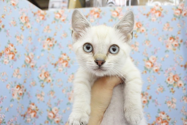 エジプト風！？マンチカン・男の子！