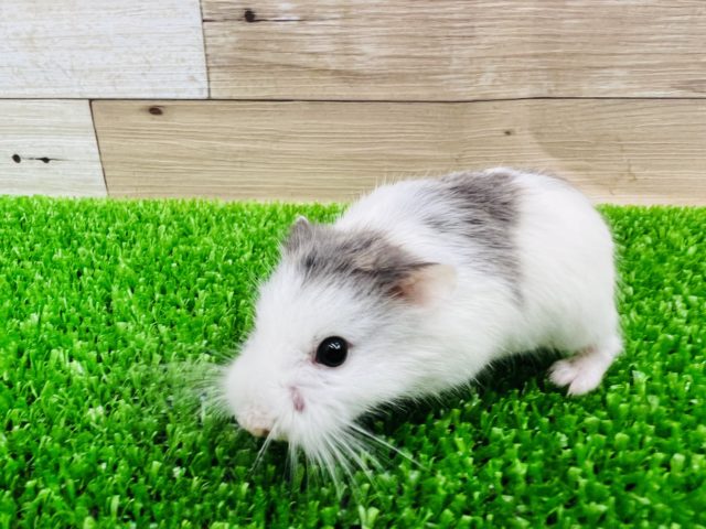 個性的？ロボロフスキーハムスター☆ブルーパイド☆