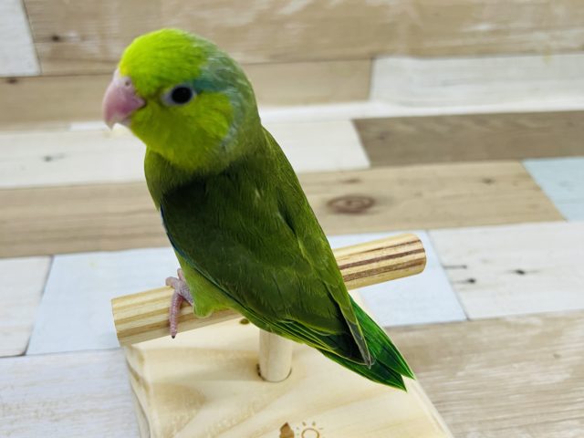 マメルリハさん雛エサ卒業しました〜❤