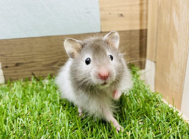 このマイペースさが癒されます♪セーブルハムスター男の子！