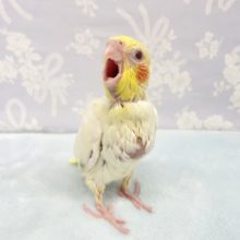 人気カラー❤️オカメインコ(ルチノー)  2022年3月生まれ