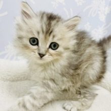 甘々が止まらない♥スコティッシュフォールドくん！