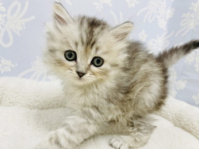 甘々が止まらない♥スコティッシュフォールドくん！