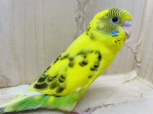 黄色い体にから模様さん★ セキセイインコ　ハルクイン