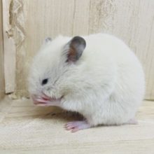 クリーミーなハムスターさん再来！　カラーハムスター　クリーム