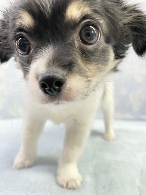 最新画像！　おしりぷりんぷりん！！　チワワ（ブラックタン＆ホワイト）　男の子☆　2022年2月18日生まれ