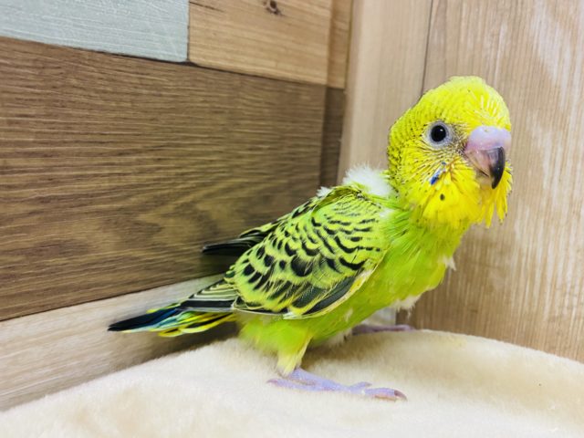 元気いっぱいなセキセイインコがやって来ました〜