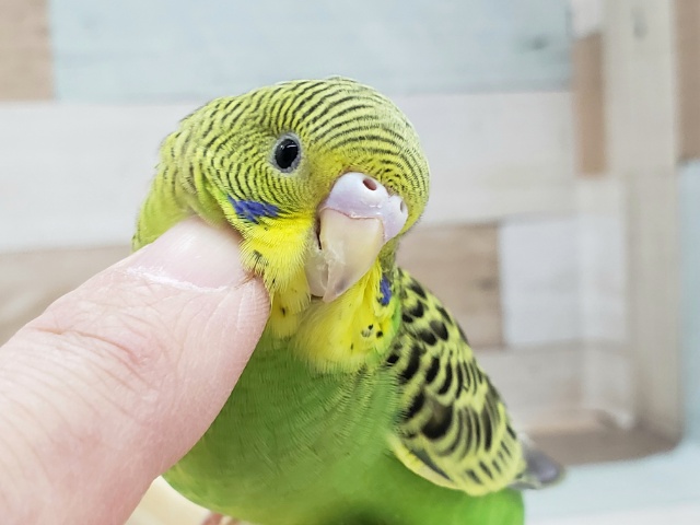 べたなれだよ！セキセイインコノーマル