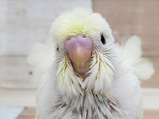綺麗なクリームカラー？羽衣セキセイインコ入荷です。