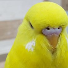 ぶりぶりのジャンボセキセイインコ入荷です。