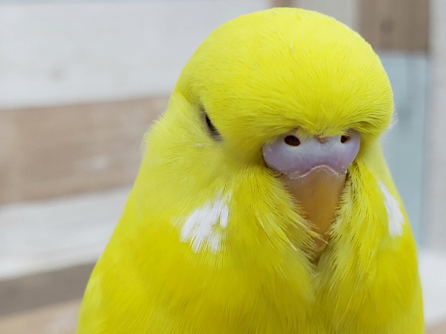 ぶりぶりのジャンボセキセイインコ入荷です。