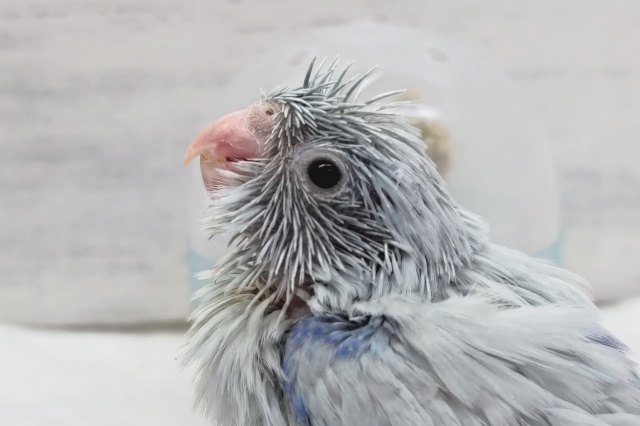 淡〜い色合いが魅力🤍　マメルリハインコ(アメリカンホワイト)
