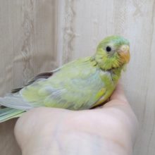 声がとってもキレイです！美声インコさんいますよ〜