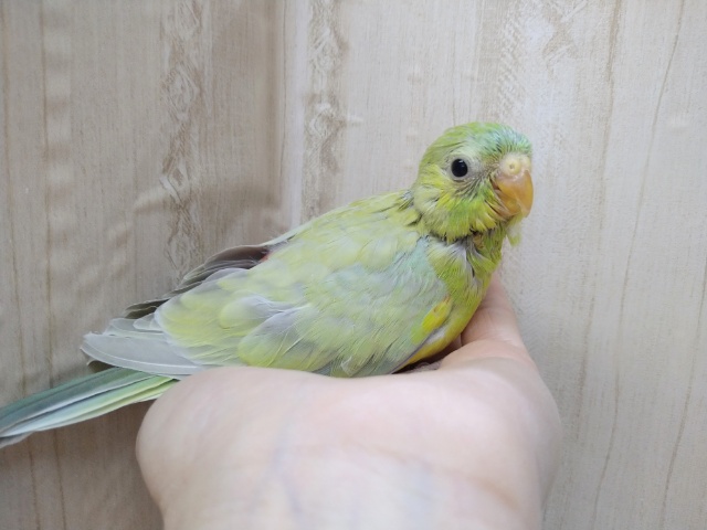 声がとってもキレイです！美声インコさんいますよ〜