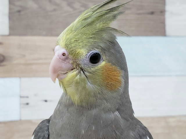べたなれだよ！オカメインコノーマルいますな