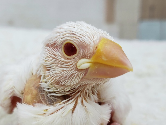 激レア。アルビノ文鳥入荷です。