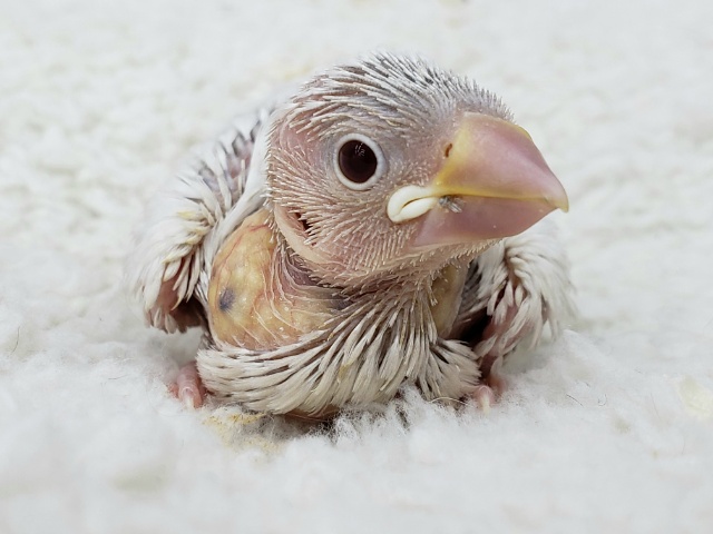 激レアのシルバーイノ文鳥入荷です。