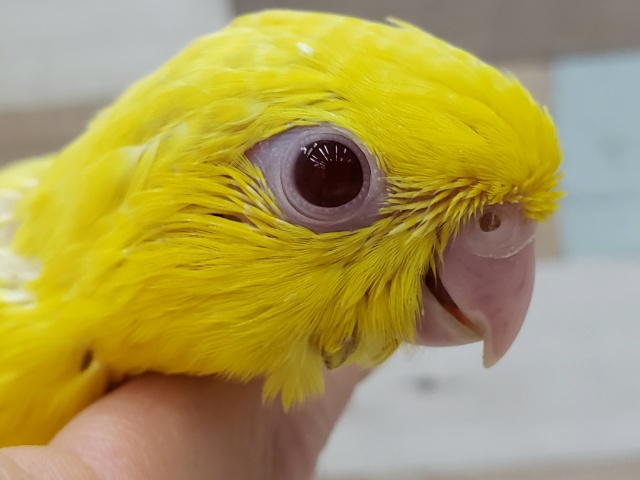 太陽様！全身まっ黄色の、サザナミインコ入荷です。