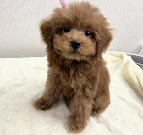 お転婆ガール！トイプードル(レッド) 女の子♪