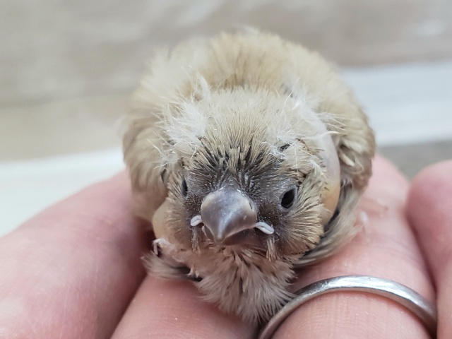 キンチョウヒナヒナ入荷です。